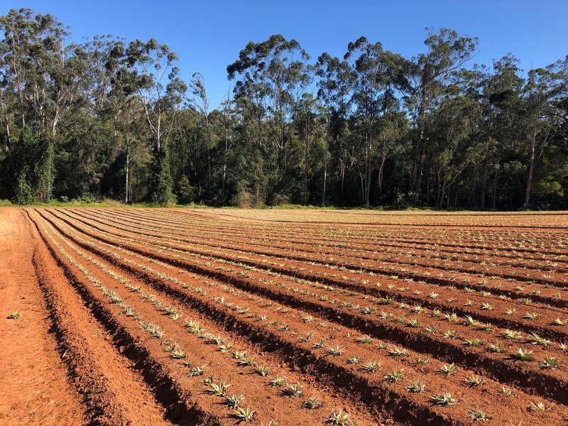 Soil stabilisation