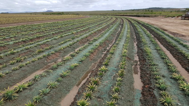 Pineapple field