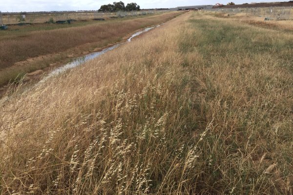 Long grass near a stream