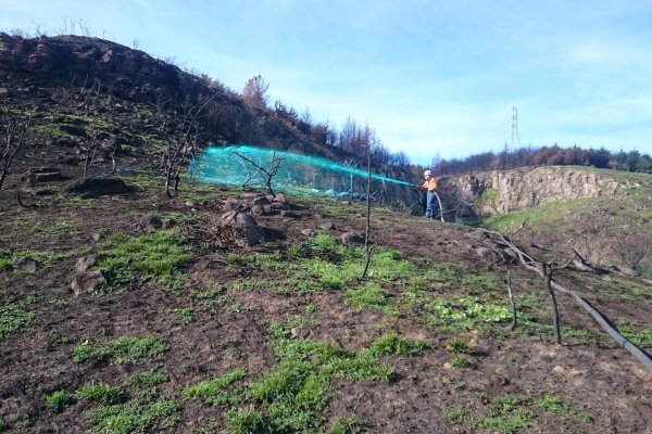Revegetation